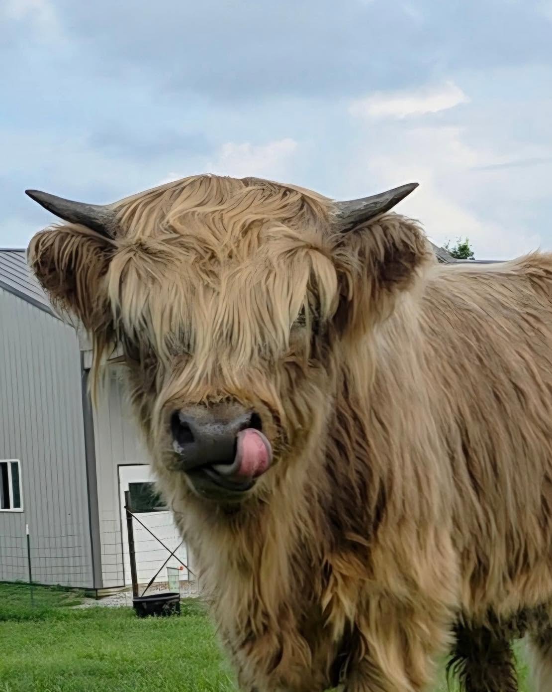 Holy Cow! The Story Behind the Udderly Nuts Labels